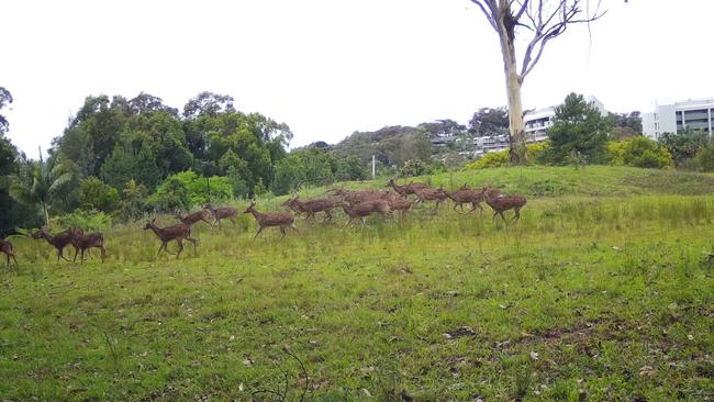 Feral deer are on the move on the north coast of NSW as mating season starts and stags work harder to protect their young.