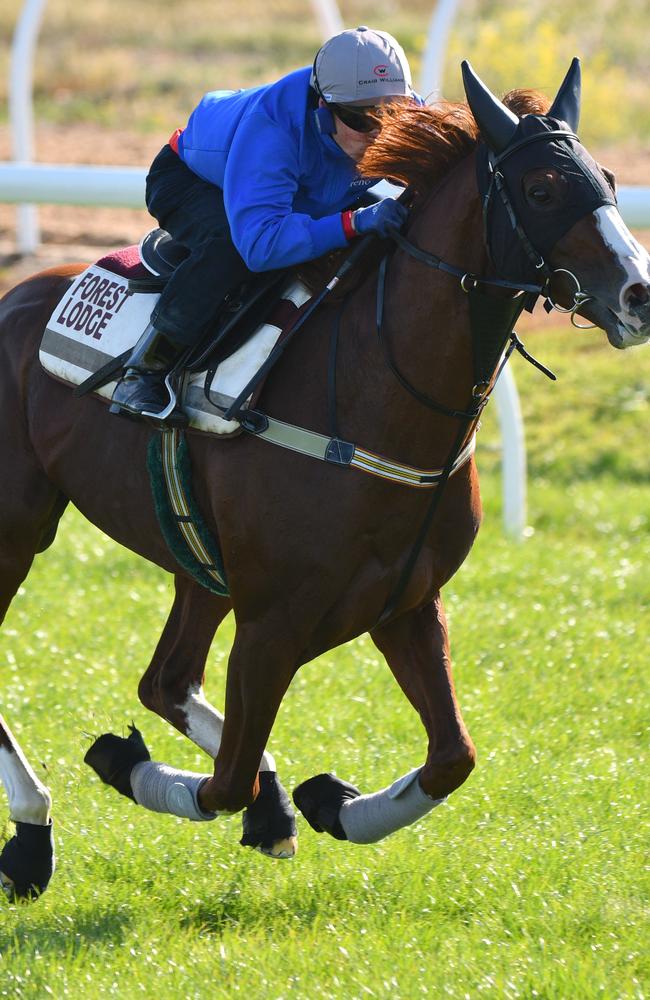 Craig Williams works Japan’s Admire Deus at Werribee last week. Picture: Getty Images