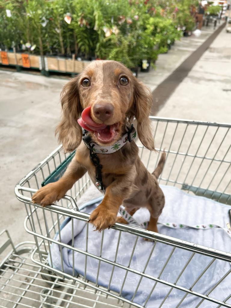 Pablo Cavanagh – Pablo is a 5-month-old chocolate dapple dachshund who has the most sweetest, loving and sassiest personality. He loves being cuddled 24/7, eating his humans plants and is very food motivated. He has a split colour on his face which is cream on one side and chocolate on the other, this is everyone’s favourite thing about him.