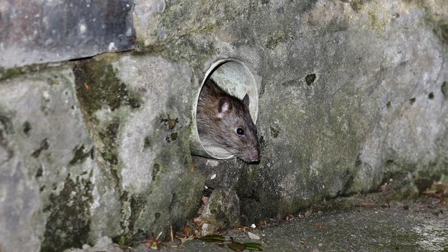 A rat roams a laneway in Surry Hills. Picture: Jonathan Ng