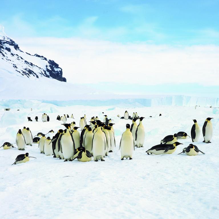 Emperor penguins, seen here on Coulman Island, are among 26 species of marine mammals in Antarctica that risk infection if bird flu spread to the continent. Picture: file image/Escape