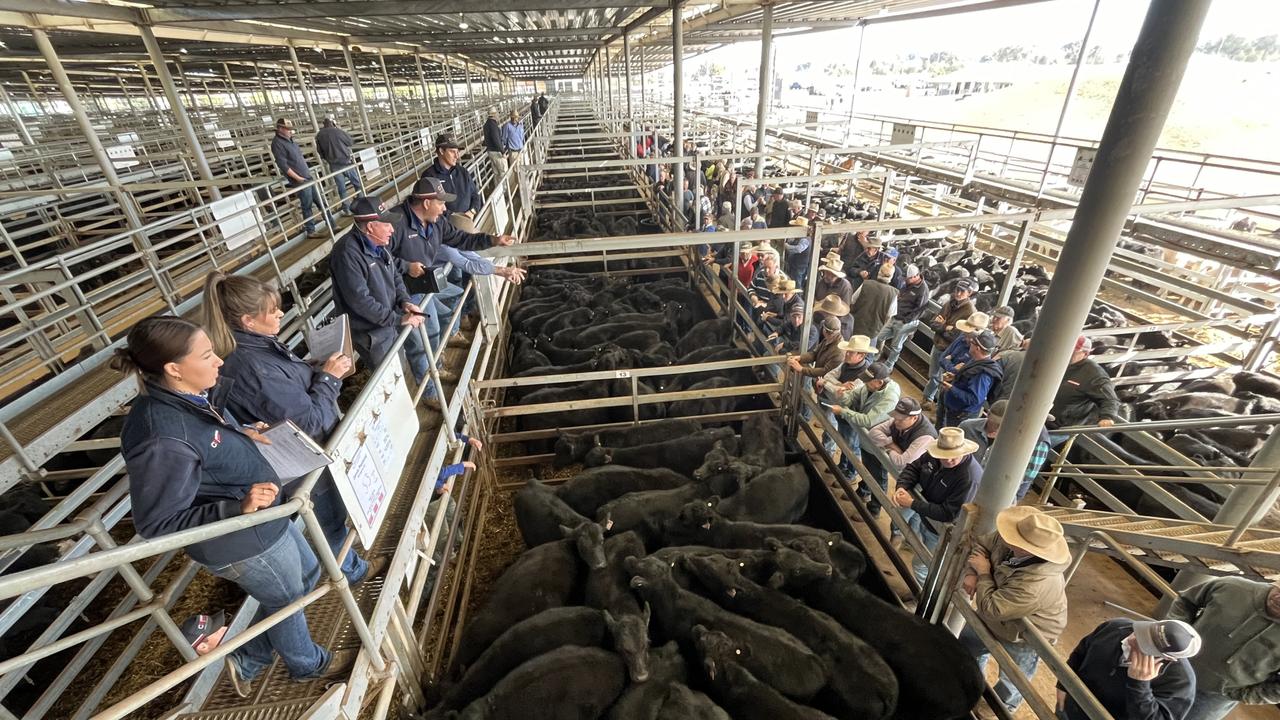 Dry forces ‘unprecedented’ cattle sell off