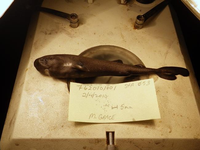 This image provided by National Oceanic Atmospheric Administration National Marine Fisheries Service Southeast Fisheries Science Center shows a 14cm long rare pocket shark.