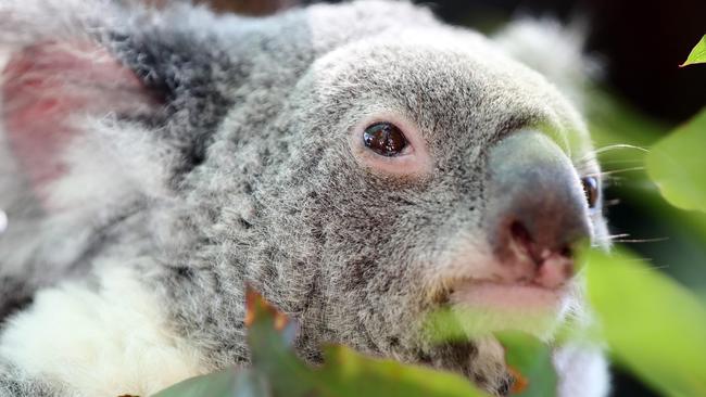 A koala at Dreamworld. Photo: Richard Gosling