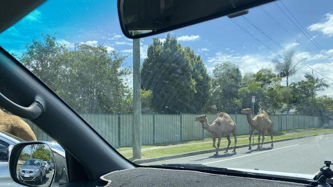 Drivers slowed to avoid the animals who were walking into oncoming traffic PHOTO: Eatons Hill and Albany Creek Community