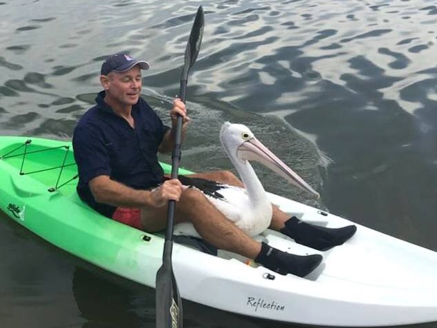 Rowley Goonan from Wild Bird Rescue Gold Coast saves a pelican by kayaking out to grab her. Picture: supplied