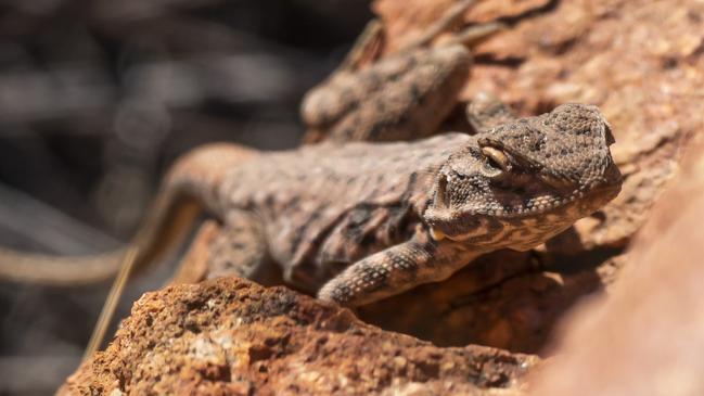 Painted dragons are being taken from the Tennyson sand dunes. Picture: iStock