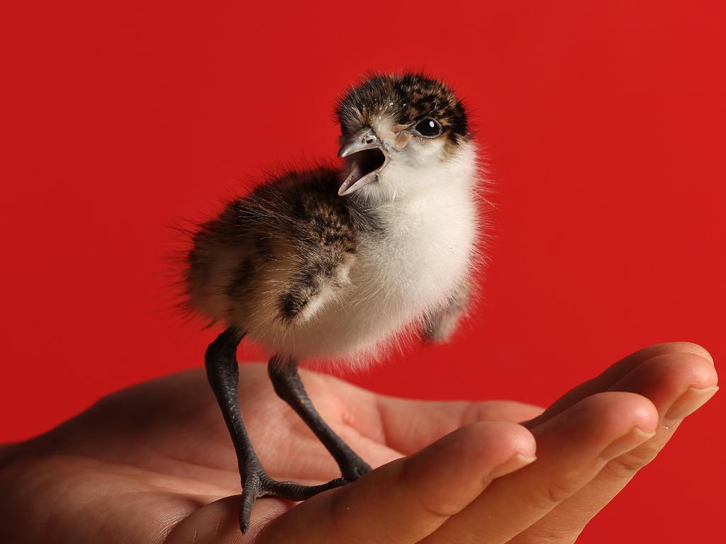 Orphaned 20g newly hatched baby plover. Picture: Liam Kidston