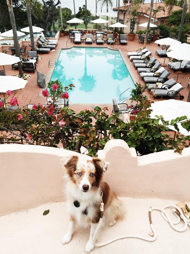 Lola the Mini Aussie ... “Loving the pool life with Mom today at @lavalenciahotel #DogFriendly .” Picture: Instagram