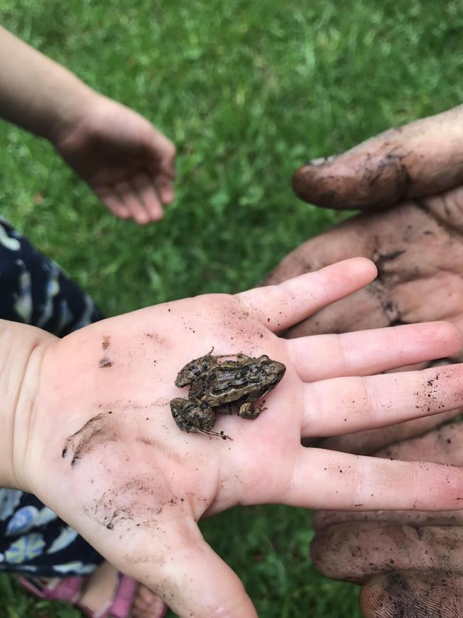 Eloise, 2, holds a frog she found (and released) in First Creek, Waterfall Gully.