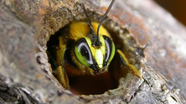 Kangaroo Island bee habitats created to stop population collapse | The
