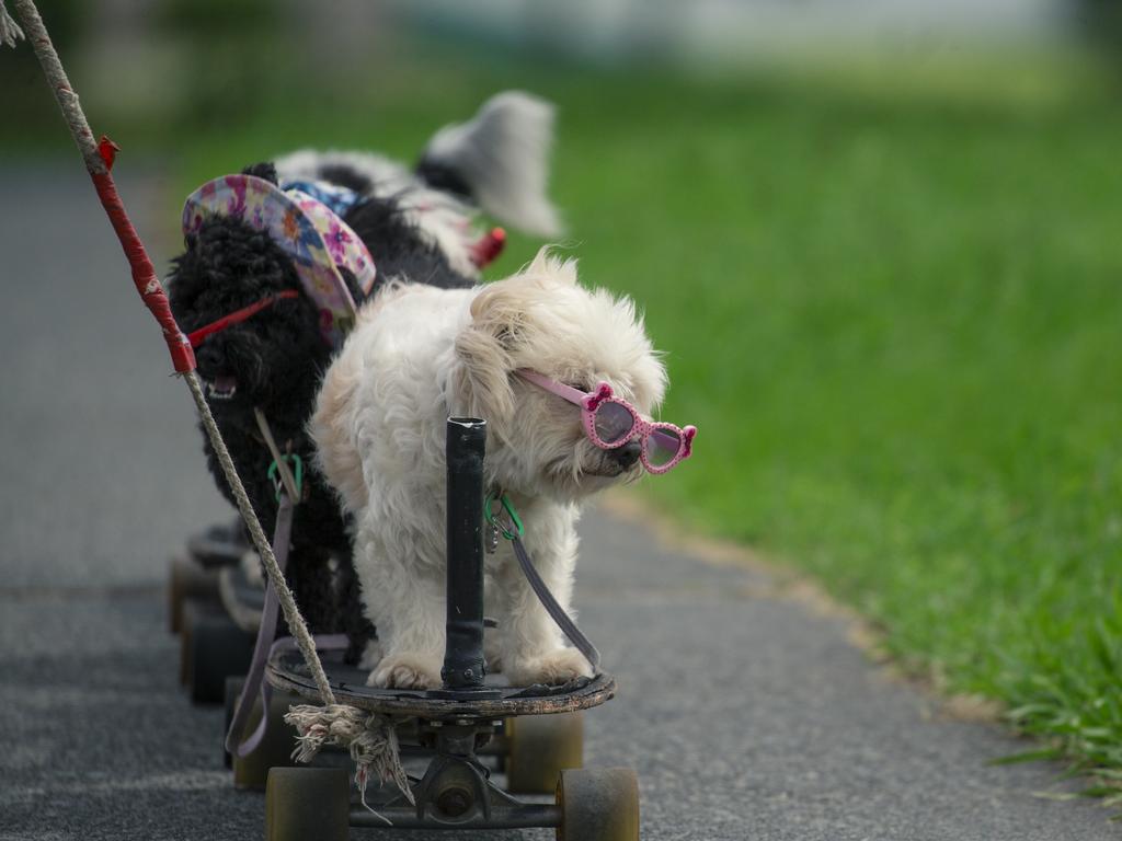 Brian Reichelt and his skateboarding dogs: Zoe, Lulu, Sootie, Omo, Caramello and Oreo are bringing joy to Gold Coasters. Picture: Glenn Campbell