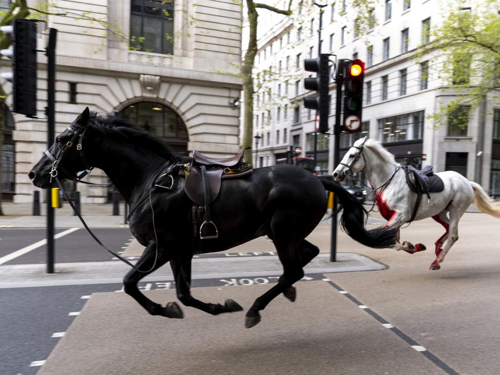 Two horses on the loose bolt through the streets of London near Aldwych.