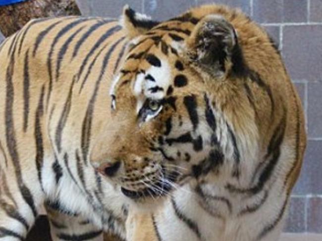 One of the captive tigers at Omaha’s Henry Doorly Zoo and Aquarium. Picture: Henry Doorly Zoo and Aquarium