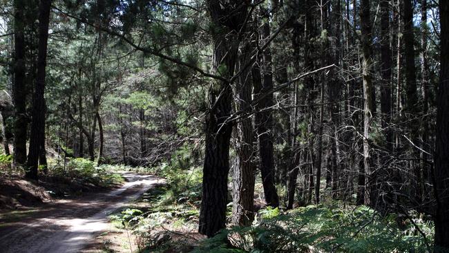 Despite it’s dark past, the Belanglo State Forest is a popular destination for campers.