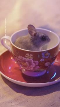 WILD LIFE Sydney Zoo throws tiny tea party for their rats