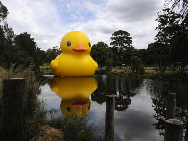 The giant duck making its way to the Parramatta River earlier this year.