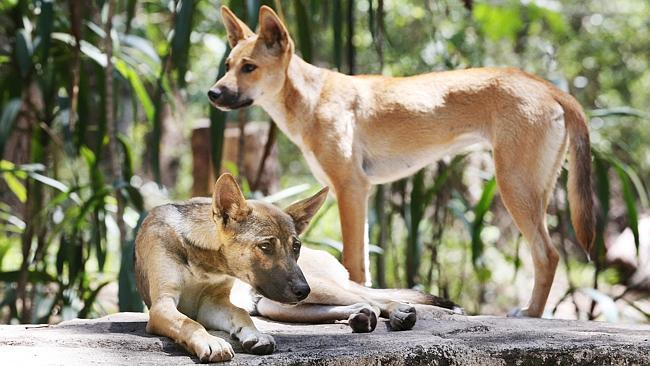 Dingo pups Dave and Rosie looking right at home in their enclosure at David Fleay Wildlife Park at Burleigh Heads.