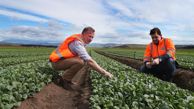 Former Tasmanian Premier Will Hodgman at Houston's Farm. Picture: Nikki Davis-Jones