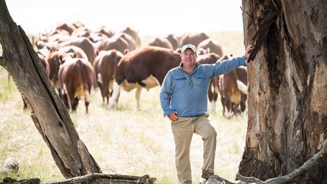 Marc with Hereford steers on his Holbrook property. Picture: Simon Dallinger