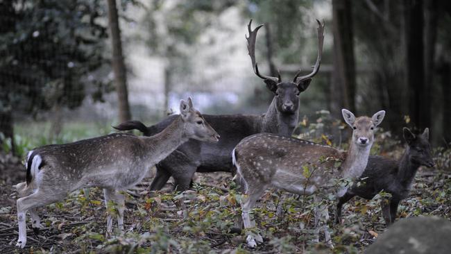 Mullum Primary School in lockdown after deer runs amok | Herald Sun