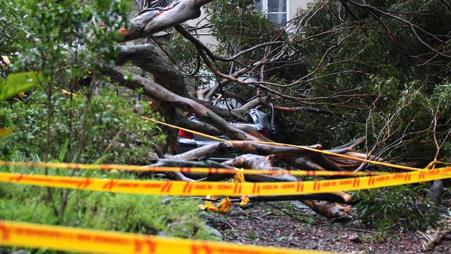 A car was destroyed in Avalon after a huge tree came down in the storms last night. Picture: Martin Lange