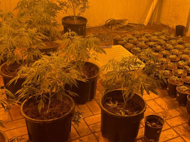 Hundreds of cannabis plants have been found at a house in Parafield Gardens. Picture: SAPOL