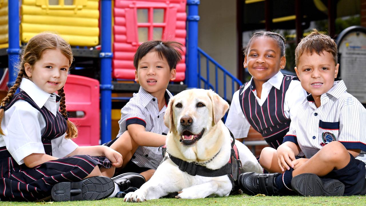 Dogs in schools lower student stress | KidsNews