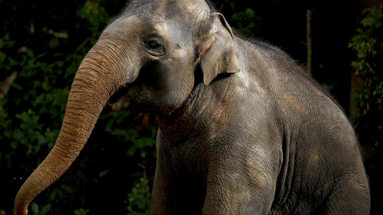 A supplied undated image obtained Wednesday, May 9, 2018 of Ongard the elephant aged five in captivity at Melbourne Zoo. Seven-year-old Ongard became the first elephant to leave Australia, flying from Melbourne to Miami to start a new life as the local zoo's stud-in-waiting. (AAP Image/Melbourne Zoo) NO ARCHIVING, EDITORIAL USE ONLY