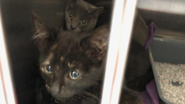 Cats left outside the RSPCA's Lonsdale shelter at night without food, water or bedding. Picture: RSPCA