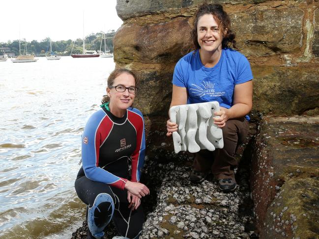 Melanie Bishop and Beth Strain  are working on a new project that has oysters in the harbour. The tiles are being retrofitted to seawalls at two sites in Sydney Harbour- pictured at Sawmillers Reserve at McMahans Point.