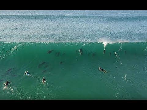 Dolphins Join Surfers at South African Beach. Credit - Richard Melvill via Storyful