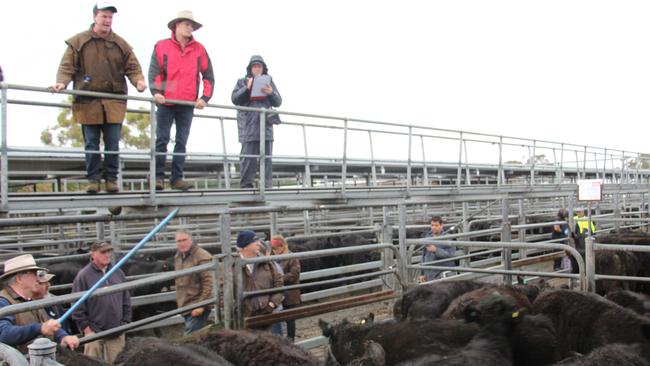 Mt Gambier cattle sale with Elders auctioneer Aidan Auld and Ben Gregory selling Angus steers.