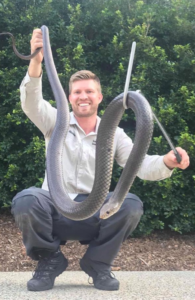 Eastern brown snake catching: Sunshine Coast man bags record snake ...