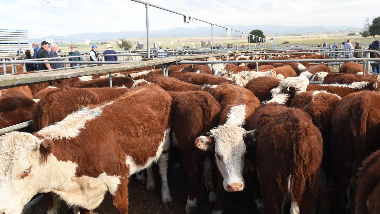 auctionsplus-record-sells-90-408-cattle-in-four-weeks-to-set-record