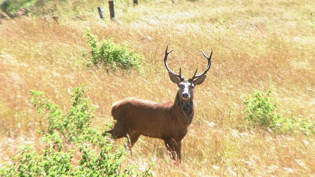 Wild deer are being targeted by the Noosa Council.