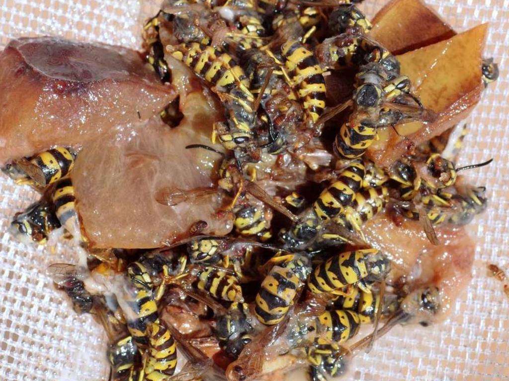 Wasps caught in a fruit fly trap in Mallacoota. Source: Supplied