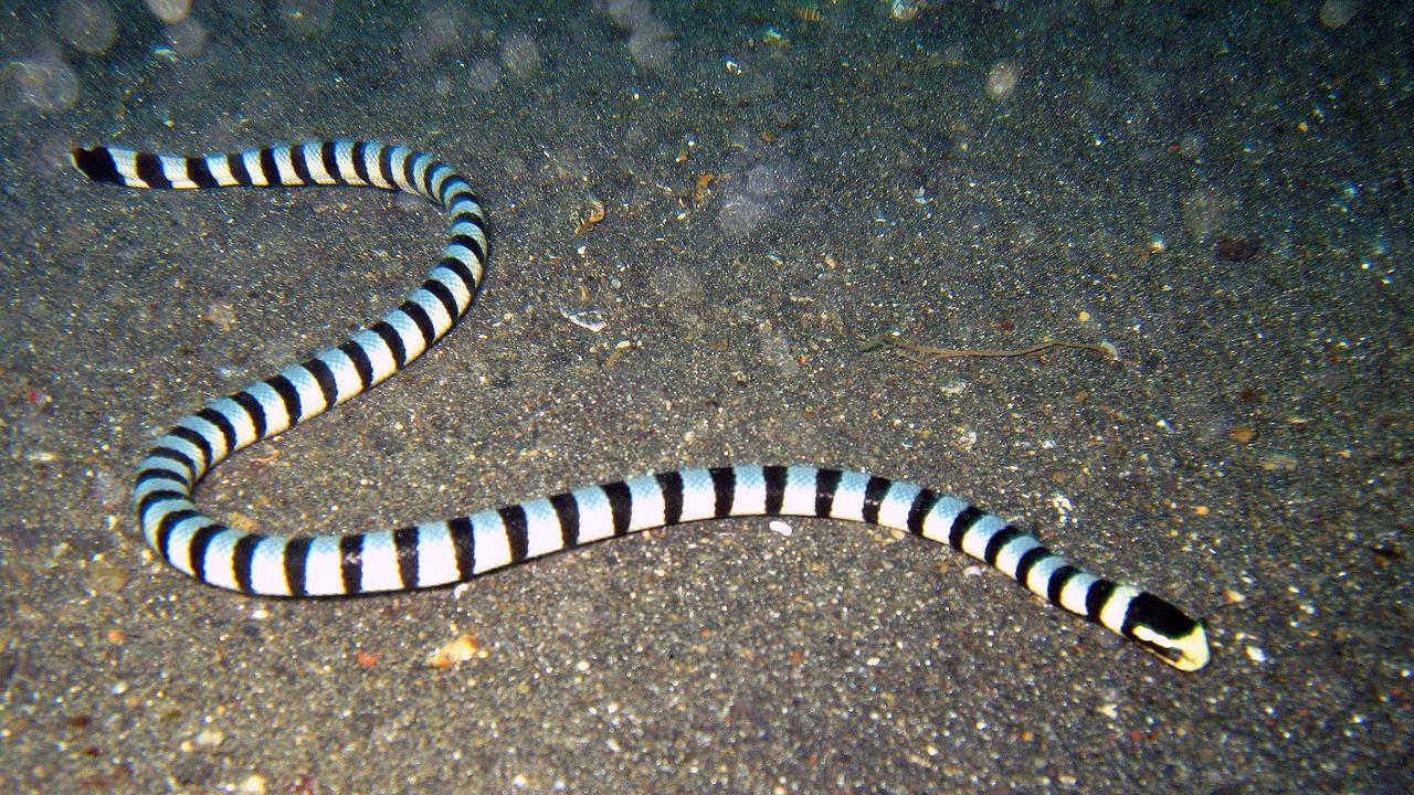 The most recent death in Australia caused by a sea krait occurred in 2018, a year after Ms Parrish’s happy snaps were taken.