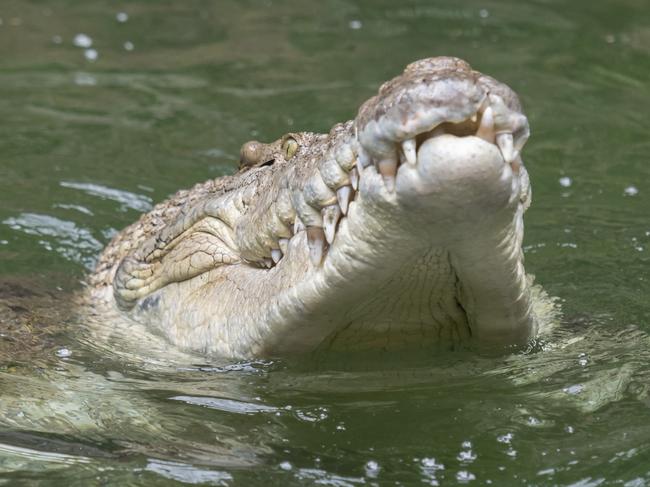 SYDNEY, AUSTRALIA - DECEMBER 21:  Rocky the Crocodile at Wild Life Sydney Zoo as he is fed a Christmas turkey on December 21, 2017 in Sydney, Australia. A variety of native animals were today given some special treats by the keepers ahead of Christmas Day. Visitors to Sydney can visit the zoo in Darling Harbour everyday during the Christmas period and can see large amounts of native animals and walk around a semi-arid habitat featuring 250 tonnes of red sand tucked in from Central Australia.  (Photo by James D. Morgan/Getty Images)