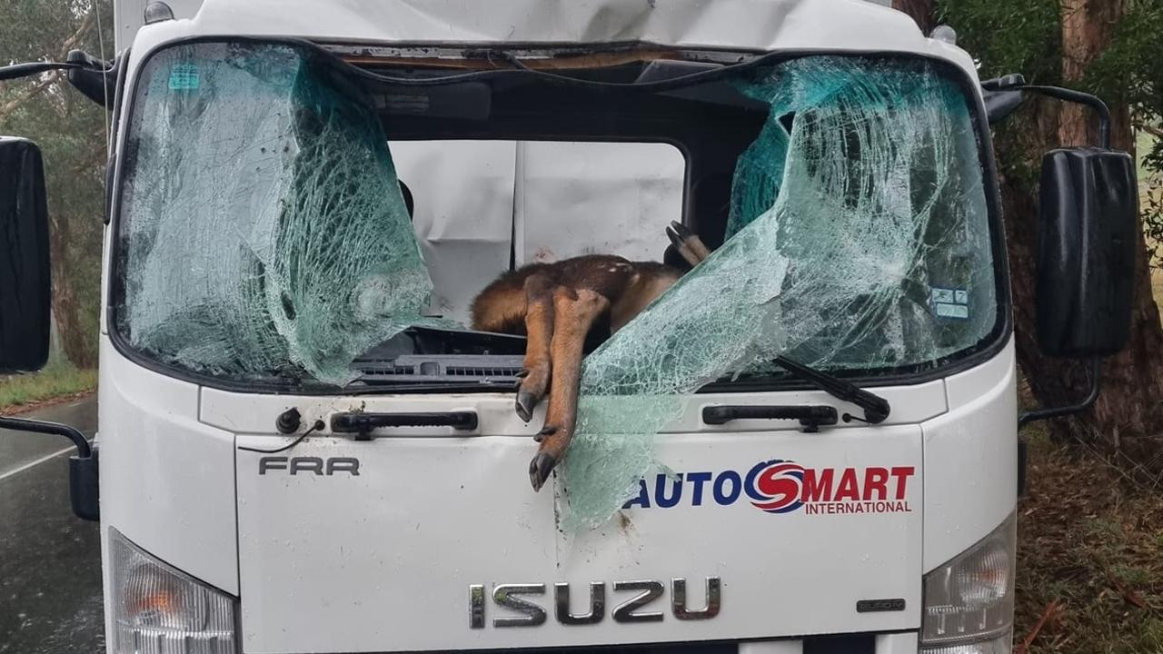 Deer Crash Yarra Ranges Lucky Escape For Drivers After Deer Smashes Through Truck Cabin