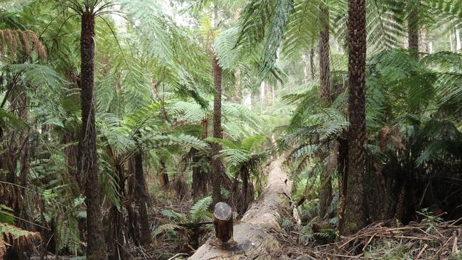 Sleep under a canopy of trees at the Upper Yarra Reservoir Park. Picture: Visit Victoria.