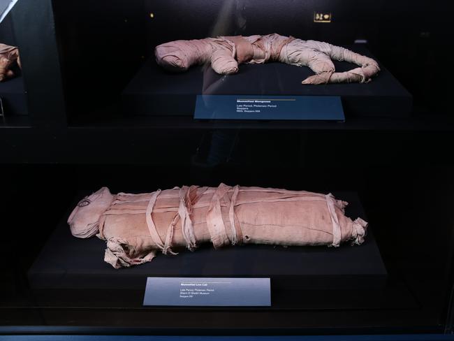 Mummified lion cub on display. Picture: Britta Campion