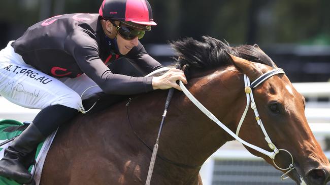 Pinnacle Prince produced the performance of the day in the TAB Highway Class 3 Handicap at Royal Randwick. Picture: Getty Images