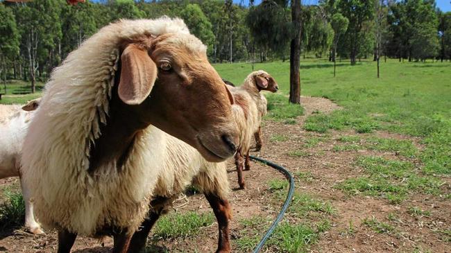 GOOD STUFF: Awassi Queensland has been recognised for its sheep milk products for a second year running. Picture: Dominic Elsome