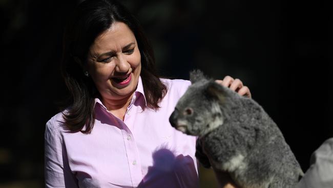 Queensland Premier Annastacia Palaszczuk pats CJ the koala during a visit to Currumbin Wildlife Sanctuary on the Gold Coast, as she campaign. Picture: NCA NewsWire / Dan Peled