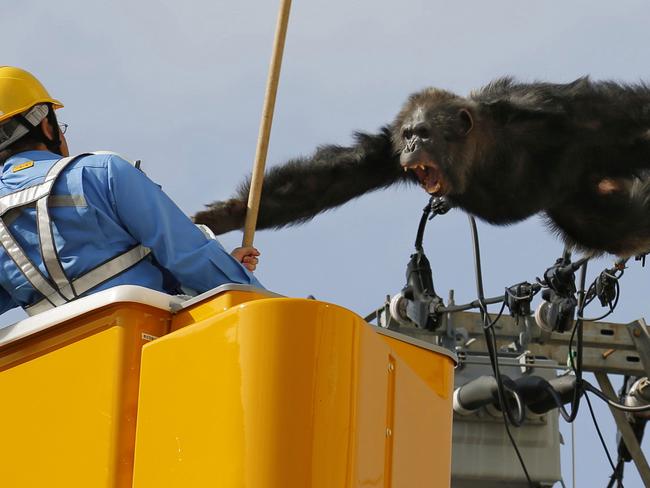 Chacha, the male chimp, screams at a worker in Sendai, northern Japan, Thursday, April 14, 2016 after fleeing from a zoo. The chimpangzee tried desperately to avoid being captured by climbing an electric pole. Chacha was on the loose nearly two hours Thursday after it disappeared from the Yagiyama Zoological Park in Sendai, the city that's hosting finance ministers from the Group of Seven industrialized nations in May. (Kyodo News via AP) JAPAN OUT, MANDATORY CREDIT