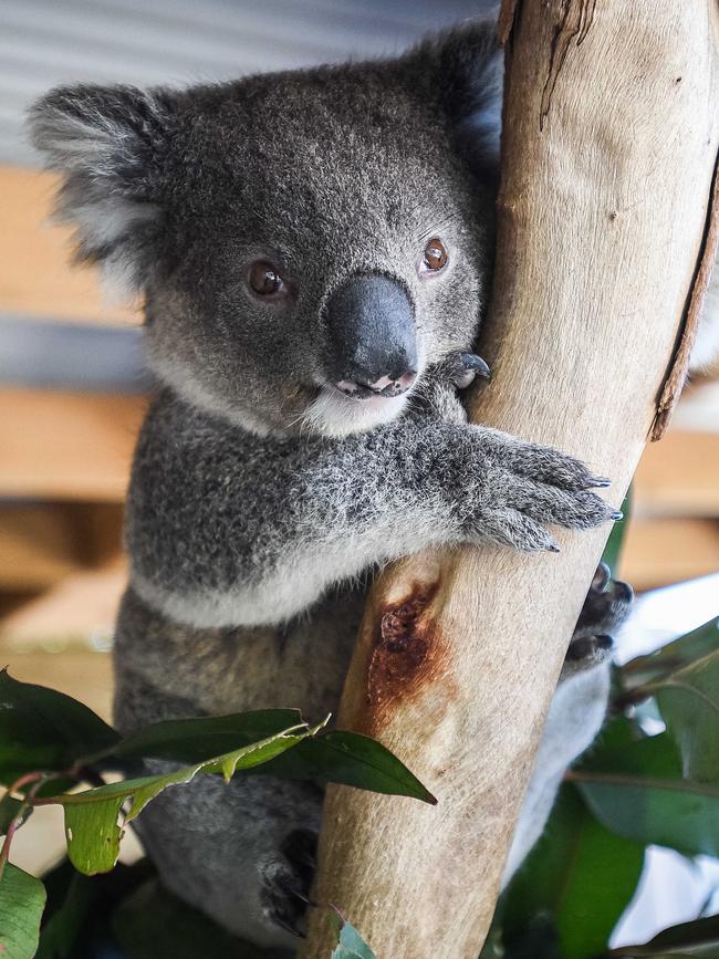 The extraordinary breakdown comes after months of attempts behind closed doors to reach a compromise on koala policy. Picture: NCA NewsWire