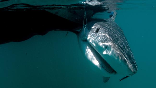 A tiger shark is tagged by Biopixel Oceans Foundation. Picture: Erica Heller