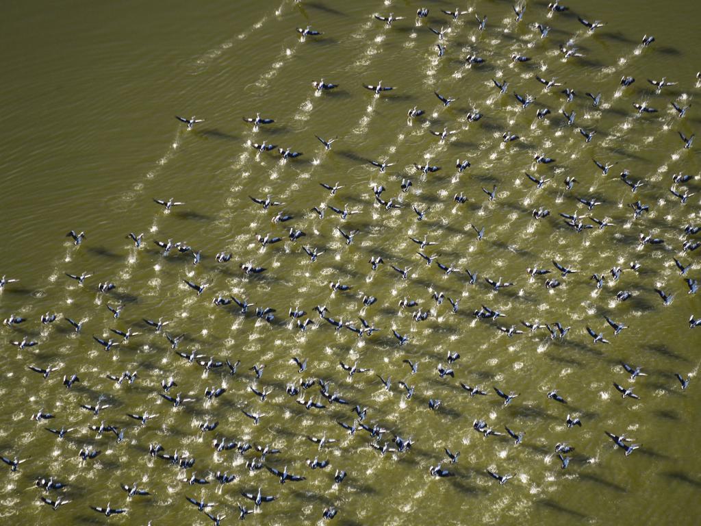 A squadron of pelicans takes off from Lake Eyre, which is full of floodwaters from Queensland’s channel country, shown in the NASA satellite image taken last week