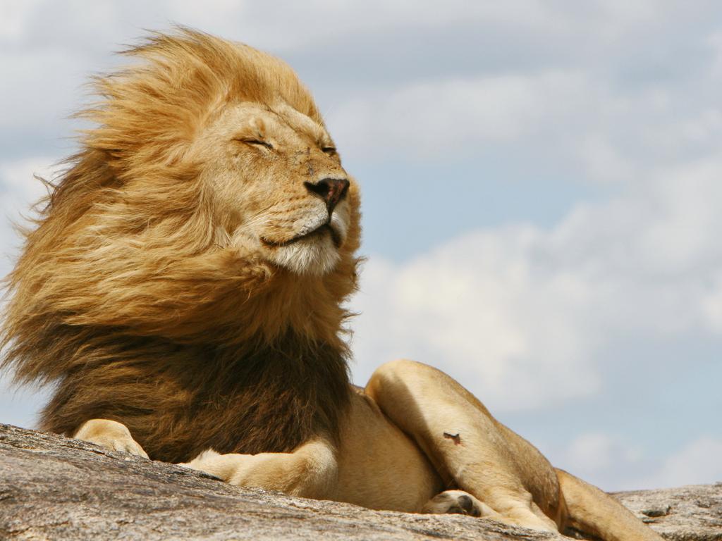 Where To See 'Lion King' Animals On An African Safari | Photos